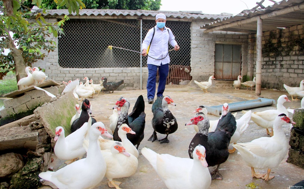 Bird flu recurs in central Vietnam